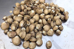 A pile of young quahogs at an aquaculture site in Georgetown, Maine, Oct. 23, 2019.
