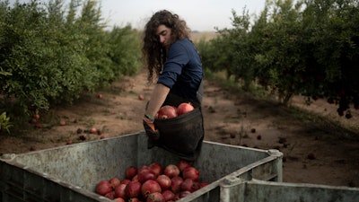 Ido Gilad, 17, drops off a bag of pomegranates he picked while volunteering on a farm in Ashkelon, Israel, Oct. 27, 2023.