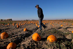 Alan Mazzotti walks through one of his pumpkin fields Oct. 26, 2023, in Hudson, Colo.