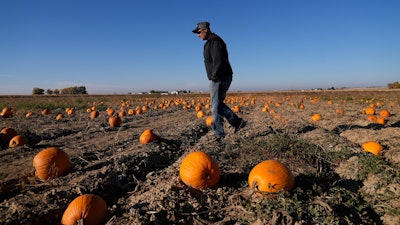 Alan Mazzotti walks through one of his pumpkin fields Oct. 26, 2023, in Hudson, Colo.