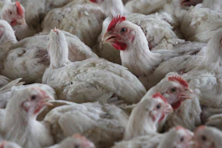 Chickens on a chicken farm in Lichtenburg, South Africa, Thursday, March 23, 2023. South Africa has culled nearly 2.5 million chickens in an effort to contain outbreaks of two separate strains of avian influenza that have threatened to create a shortage of eggs for consumers and are hitting an industry already struggling because of the country's electricity supply crisis, the government said on Tuesday Oct. 3, 2023.