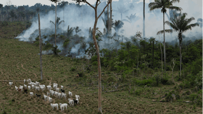 Cattle graze in a deforested area near Novo Progresso, Brazil, Sept. 15, 2009.