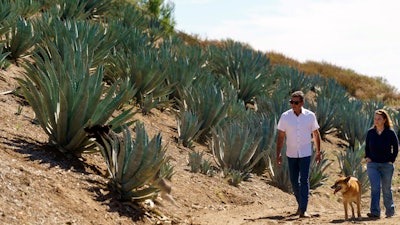 Leo Ortega and his wife surrounded by blue agave plants on their property in Murrieta, Calif., Oct. 17, 2023.