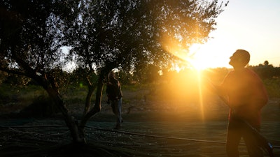 Workers use electric combs to harvest olives from a tree as the sun rises in Spata suburb, east of Athens, Greece, Monday, Oct. 30, 2023.
