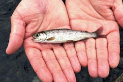 A juvenile coho salmon is held by a fish biologist at the Lostine River on March 9, 2017, in northeastern Oregon.