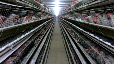 In this Sept. 28, 2007, file photo, chickens appear at a chicken house near Livingston, Calif.