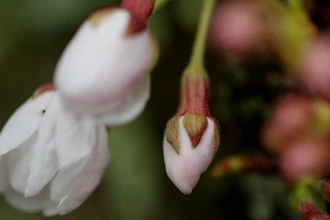 Cherry blossoms and buds in the Kenwood neighborhood of Bethesda, Md., March 24, 2020.