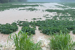 Rainfall floods a soybean field near Pilot Oak, Ky., July 19, 2023.