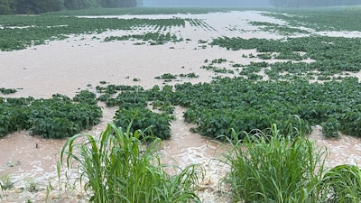 Rainfall floods a soybean field near Pilot Oak, Ky., July 19, 2023.