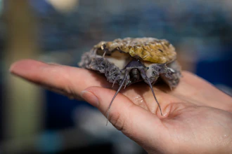 An employee of the HIK abalone farm holds an abalone snail near Hawston, South Africa, April 26, 2023.