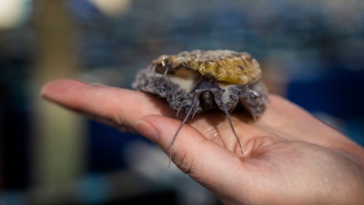 An employee of the HIK abalone farm holds an abalone snail near Hawston, South Africa, April 26, 2023.