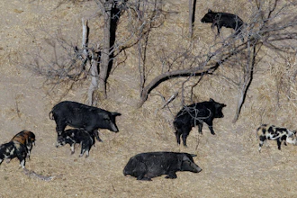 Feral pigs roam near a ranch in Mertzon, Texas, Feb. 18, 2009.