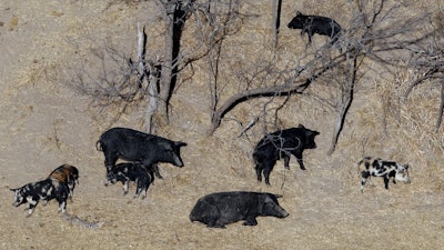 Feral pigs roam near a ranch in Mertzon, Texas, Feb. 18, 2009.