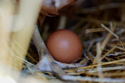 A hen standing next to an egg, Glenview, Ill., Jan. 10, 2023.