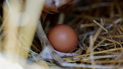 A hen standing next to an egg, Glenview, Ill., Jan. 10, 2023.