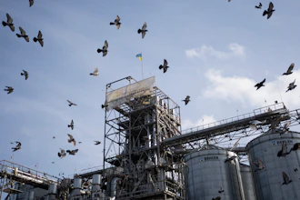 Birds fly around a grain handling and storage facility in central Ukraine, Nov. 10, 2023.