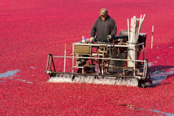 A farmer knocks the berries of his crop before harvest.