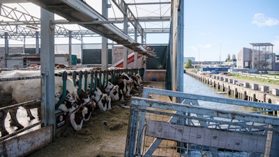 Cows at the Floating Farm, Rotterdam, Netherlands, Nov. 7 2023.