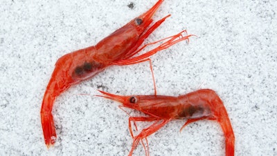 Northern shrimp lay on snow aboard a trawler in the Gulf of Maine, Jan. 6, 2012.