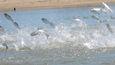 Invasive carp, jolted by an electric current from a research boat, jump from the Illinois River, June 13, 2012, near Havana, Ill.