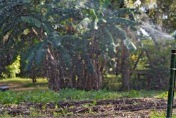 Sprinklers spray water on crops at the Sweetwater Community Farm, Tampa, Fla., Dec. 6, 2023.