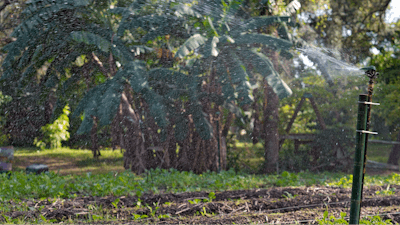 Sprinklers spray water on crops at the Sweetwater Community Farm, Tampa, Fla., Dec. 6, 2023.