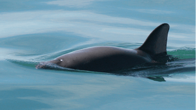 Undated file photo of a vaquita porpoise.