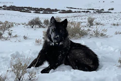 A female wolf pup in North Park, Colo., Feb. 2022.