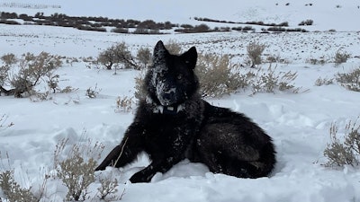 A female wolf pup in North Park, Colo., Feb. 2022.