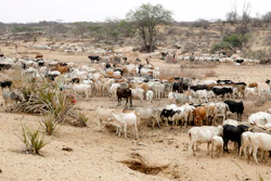 Cattle roam in Samburu County, Kenya, Oct. 15, 2022.