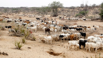 Cattle roam in Samburu County, Kenya, Oct. 15, 2022.