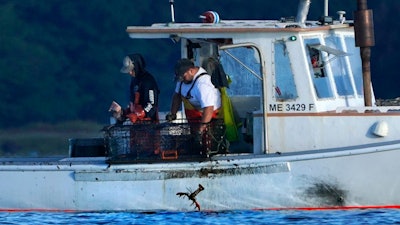 A lobster fisherman drops an undersized lobster into the water off Kennebunkport, Maine, Sept. 8, 2022.