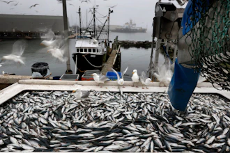 Herring are unloaded from a fishing boat in Rockland, Maine, July 8, 2015.