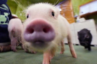 Micro pigs at a mipig cafe, Tokyo, Jan. 24, 2024.