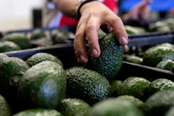 A worker packs avocados at a plant in Uruapan, Michoacan state, Mexico, Friday, Feb. 9, 2024. A lack of rain and warmer temperatures has resulted in fewer avocados being shipped from Mexico to the United States.