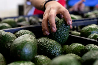 A worker packs avocados at a plant in Uruapan, Michoacan state, Mexico, Friday, Feb. 9, 2024. A lack of rain and warmer temperatures has resulted in fewer avocados being shipped from Mexico to the United States.