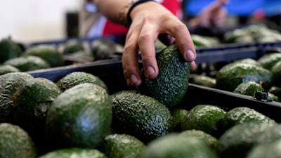 A worker packs avocados at a plant in Uruapan, Michoacan state, Mexico, Friday, Feb. 9, 2024. A lack of rain and warmer temperatures has resulted in fewer avocados being shipped from Mexico to the United States.