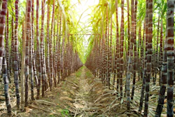 Sugarcane I Stock 480850511