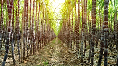 Sugarcane I Stock 480850511