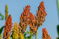 Sorghum plants.