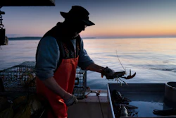 Max Oliver moves a lobster to the banding table aboard his boat off Spruce Head, Maine, Aug. 31, 2021.