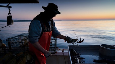 Max Oliver moves a lobster to the banding table aboard his boat off Spruce Head, Maine, Aug. 31, 2021.