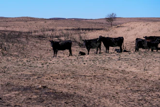 Cows on a ranch burned by the Smokehouse Creek Fire, Skellytown, Texas, March 1, 2024.