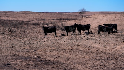 Cows on a ranch burned by the Smokehouse Creek Fire, Skellytown, Texas, March 1, 2024.