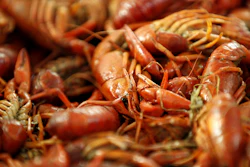 Boiled crawfish on display at Kjean's Safood in New Orleans, Jan. 25, 2013.