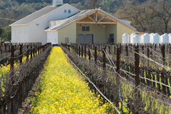 Mustard grows in vineyards at the Silenus Winery, Napa, Calif., Feb. 28, 2024.