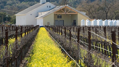 Mustard grows in vineyards at the Silenus Winery, Napa, Calif., Feb. 28, 2024.