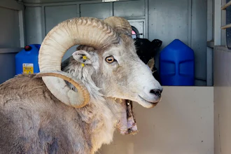A sheep, nicknamed 'Montana Mountain King,' that was part of unlawful scheme to create large, hybrid species of wild sheep for sale to hunting preserves in Texas.