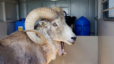 A sheep, nicknamed 'Montana Mountain King,' that was part of unlawful scheme to create large, hybrid species of wild sheep for sale to hunting preserves in Texas.