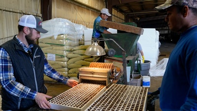 Fernando Osorio Loya, center, a contract worker from Veracruz, Mexico, stirs soil for a seeding machine as Jamie Graham, left, and Fredy Osorio unload trays of seeded tobacco, Crofton, Ky., March 12, 2024.